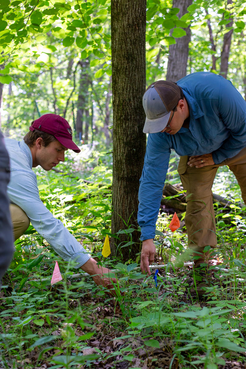 two researchers inspect forest ground cover