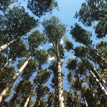 Scots pine trees, viewed from the ground looking up at the canopy against a blue sky